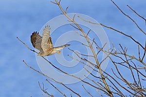 Juvenile Eurasian sparrowhawk