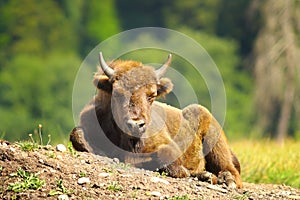 Juvenile european bison