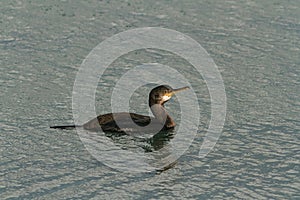 A juvenile European, or Common Shag, UK.