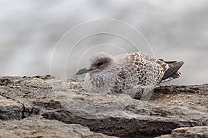 A juvenile European Herring Gull.