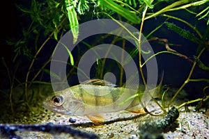 Juvenile European perch frightened and curious in dense vegetation of potamogeton water plants on sand bottom of coldwater river b