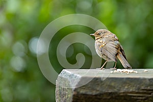 Juvenile European Robin