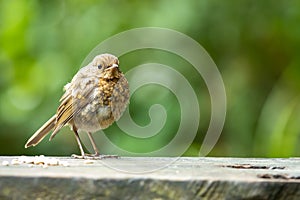 Juvenile European Robin