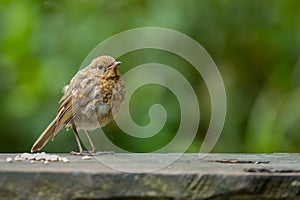 Juvenile European Robin