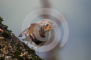 Juvenile European robin bird - Erithacus rubecula