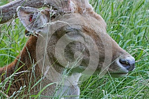 Juvenile Fallow Deer / Dama dama Stag head and face lying in long grass