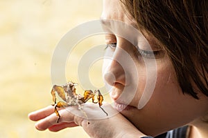 A juvenile female Australian spiny leaf insect, ng held by a boy