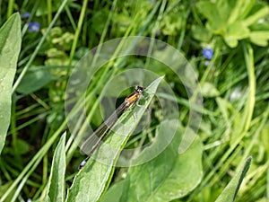 Juvenile female of the blue-tailed damselfly or common bluetail (Ischnura elegans) with salmon pink body