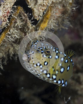 Juvenile female boxfish