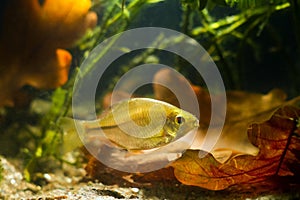 Juvenile female of European bitterling, Rhodeus amarus, wide-spread wild freshwater fish, rare pet