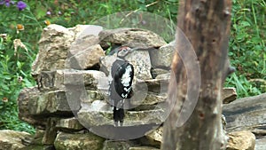 Juvenile female great spotted woodpecker drinking from bird bath.