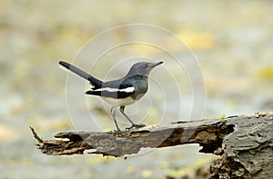 Juvenile female oriental magpie-robin