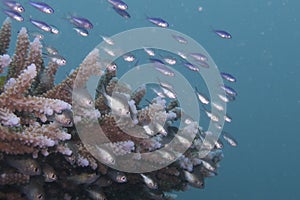 Juvenile Fish Fighting Current, Balicasag Island, Bohol, Philippines