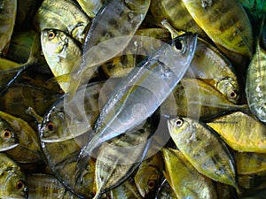 Juvenile fish freshly caught by artisanal Filipino fishermen