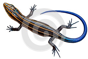  Juvenile Five Lined Skink with Brilliant Blue Tail