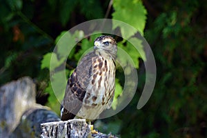 Juvenile fledged Broad-winged hawk perched on a post