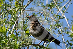 Juvenile Fledgling Blackbird, Turdus merula, perched in Goji bush against blue sky