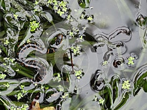 Juvenile Florida Banded Water Snake
