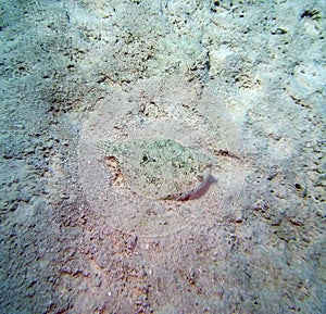 Juvenile Flounder