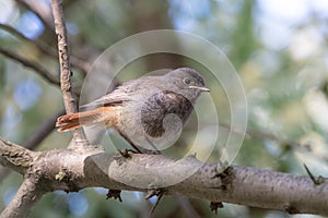 Juvenile fluffy black redstart with short orange tail