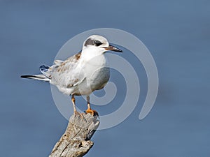 Juvenile Forster's Tern