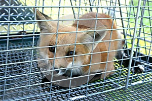 Juvenile Fox Captured in a Live Trap