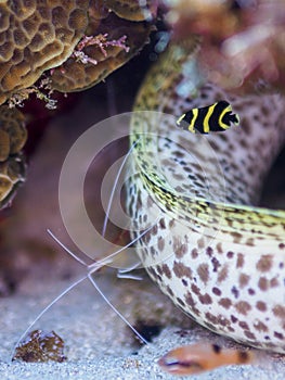 Juvenile French angelfish, Pomacanthus paru. CuraÃ§ao, Lesser Antilles, Caribbean