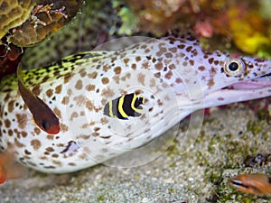 Juvenile French angelfish, Pomacanthus paru. CuraÃ§ao, Lesser Antilles, Caribbean