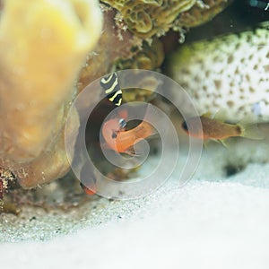 Juvenile French angelfish, Pomacanthus paru. CuraÃ§ao, Lesser Antilles, Caribbean