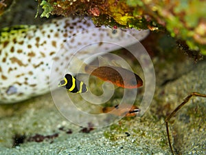 Juvenile French angelfish, Pomacanthus paru. CuraÃ§ao, Lesser Antilles, Caribbean