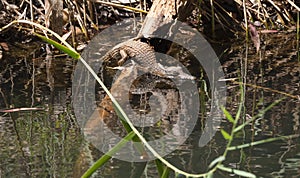 Juvenile Freshwater crocodile sunning itself