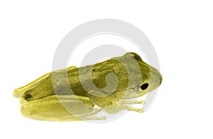 Juvenile Frog Isolated