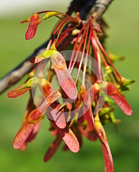 Juvenile Fruit of Red Maple (Acer rubrum) Tree photo