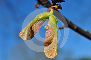 Juvenile Fruit of Silver Maple (Acer saccharinum) Tree photo