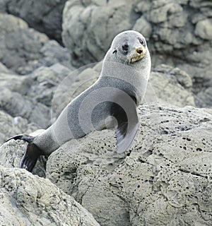 Juvenile Fur Seal