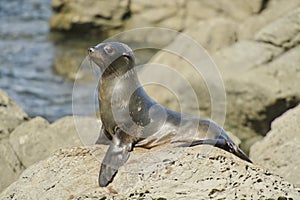 Juvenile Fur Seal on Watch