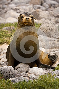 Juvenile Galapagos sea lion (Zalophus wollebaeki) photo