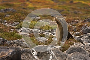 Juvenile Galapagos sea lion (Zalophus wollebaeki) photo