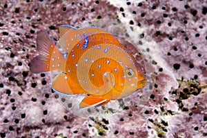 Juvenile garibaldi swimming around reef