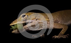 Juvenile gecko eating a small grasshopper