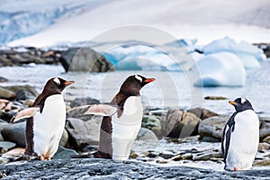 Juvenile Gentoo Penguin chick with its parents in Antarctica, seabird colony near the sea with icebergs, Antarctic Peninsula,