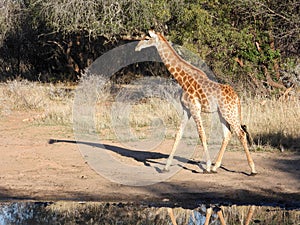 Juvenile giraffe drinking water at a waterhole
