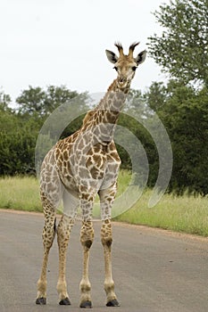 Juvenile Giraffe (Giraffa camelopardalis)
