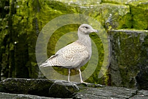 Juvenile Glaucous gull photo