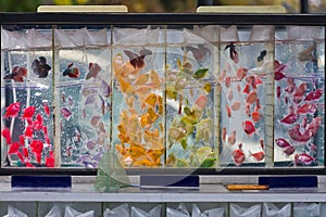 Juvenile Glofish petticoat tetra and Siamese fighting fish, popular artificial aqua trade breeds of widespread ornamental fish