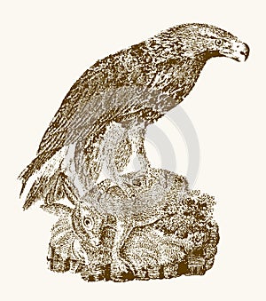 Juvenile golden eagle aquila chrysaetos with a captured rabbit sitting on a rock