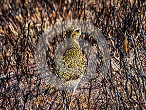 A juvenile Golden Plover pluvialis apricaria