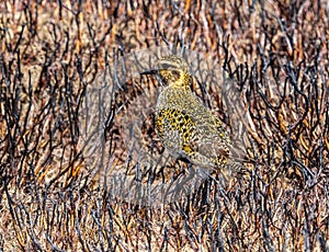 A juvenile Golden Plover pluvialis apricaria photo