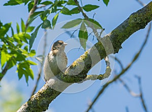 Juvenile Goldfinch on branch