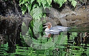 Juvenile goosander fishing on the river